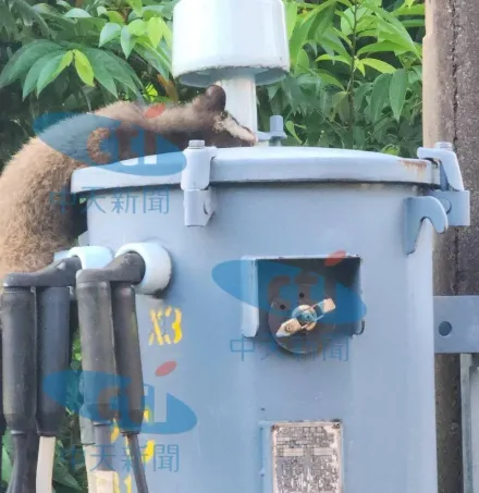 獨/變電箱爆炸！汐止康寧街10多戶突停電「獾誤觸高壓電變成烤野味」