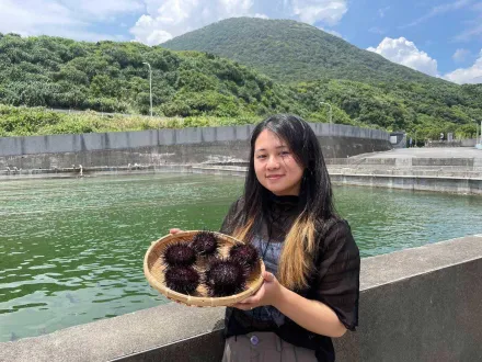 特級美味！東北角紫海膽新鮮上市　甘甜肥美口感嫩滑