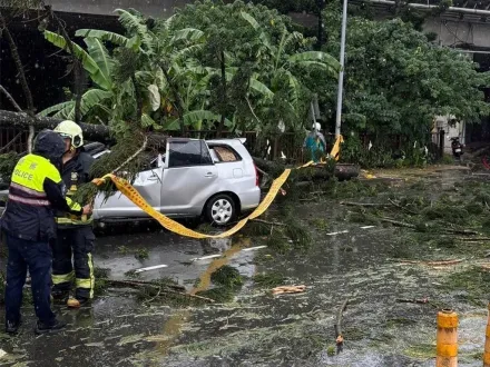 休旅車行駛中慘遭壓爆！土城午後大雷雨路樹倒塌 　車內2傷者送醫無礙