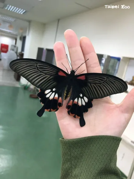 昆蟲館慶20週年！北市動物園辧嘉年華　邀共享「蟲蟲生態漫步」