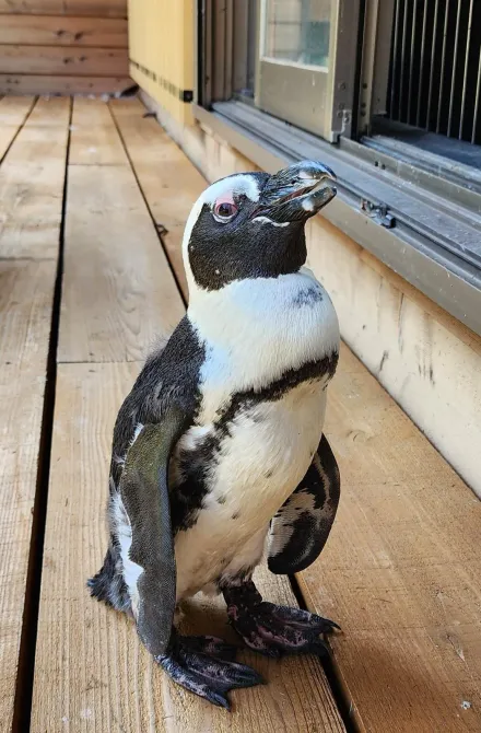 影/日動物園企鵝逃脫入海「以為死定了」　挺過2週野外生活奇蹟尋回