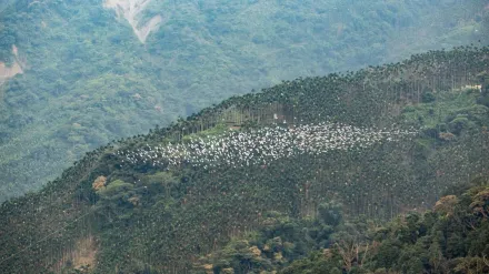 影/白龍現身！7000隻「萬鷺朝鳳」大軍過境　絕美繞嘉義谷