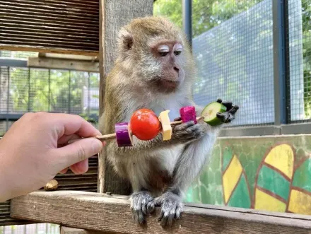 壽山動物園辦中秋烤肉趴！馬來猴嗑五彩繽紛蔬食串　非洲獅爽吃澎湃肉肉餐