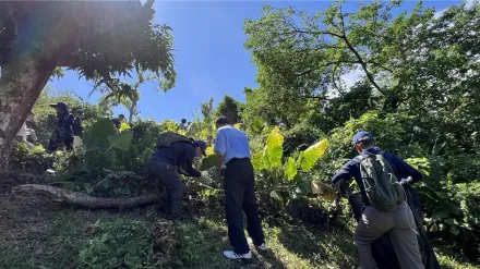 打擊「綠癌」！花蓮小花蔓澤蘭收購再加碼　價保全台最高