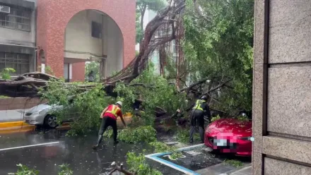 豪大雨再傳災情！西門町路樹倒騎士閃過　Mazda跑車卻中招