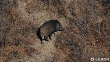 每頭獎1萬！寧夏一地招募「野豬獵人」　挨批破壞生態…官方回應了