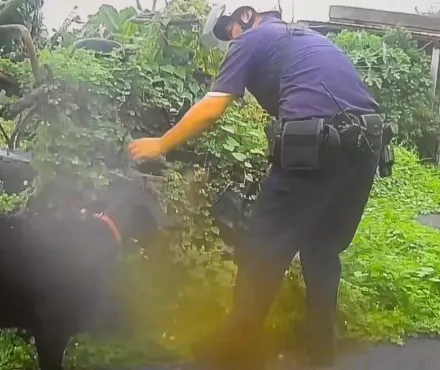 影/寵物蹺家！頑皮黑羊誤闖民宅覓食　警民挨家挨戶找飼主助團圓