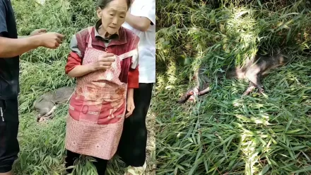 影/叫你阿嬤來！上山農作被野豬咬傷　77歲陸婦持鐮刀反殺…網驚：太猛了