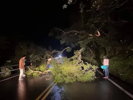 快訊/山陀兒山雨欲來先有災情！花蓮台9丁35.4k「路樹倒塌」、道路阻斷中