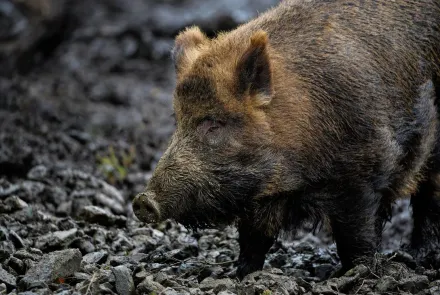 每頭懸賞1.1萬！寧夏招募「野豬獵人」　行家「一晚獵13頭」仍嘆：賠本生意