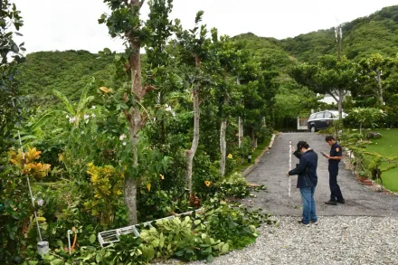 山陀兒再釀死！花蓮7旬民宿老闆修剪樹木　3公尺高摔落不治