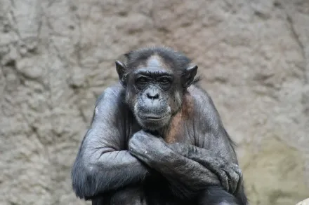 大阪動物園驚傳飼養員「偷猩猩飼料」被捕　網友嚇問：有這麼窮？