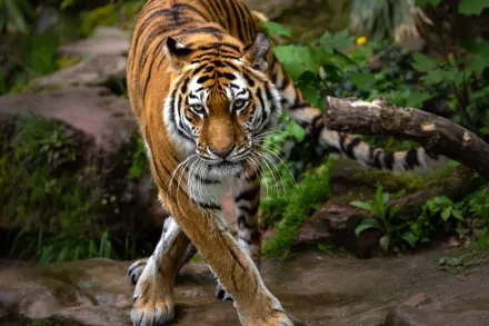 森林之王敗給病毒！禽流感竄進越南動物園　51頭猛獸接連死