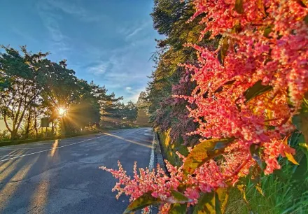 雙十國慶限定！大雪山、八仙山推「半票入園優惠」　盡享虎杖花盛宴