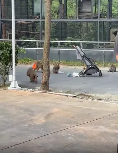 影/壽山動物園獼猴群「洗劫嬰兒車」　囂張圍攻搶食嚇壞遊客