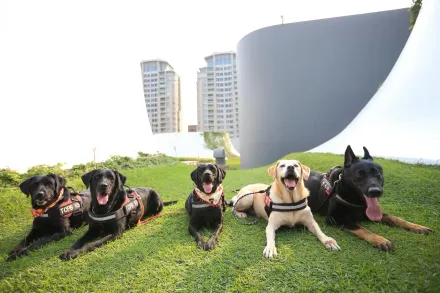 太可愛了！台中4萌犬「從警滿7年」光榮退役　開放認養中