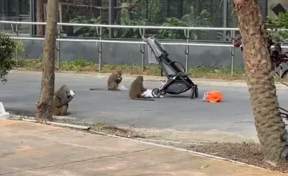 太狂妄！壽山動物園猴群洗劫嬰兒車搶奶喝　囂張惡行曝光