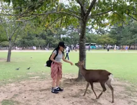 影/奈良餵鹿竟遭鹿角襲腿！陸正妹喊痛「血流到腳跟」　急飛回家打破傷風