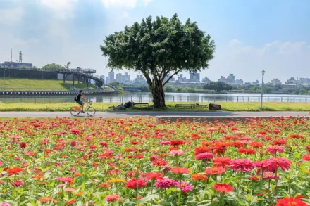 北市河濱公園綻放百日草紅粉花海　腳踏車騎行遍覽秋日繽紛