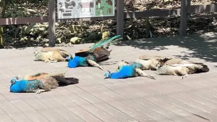 影/遊客嚇壞！壽山動物園孔雀「集體倒地」像「掛了」　得知真相網笑：薪水小偷