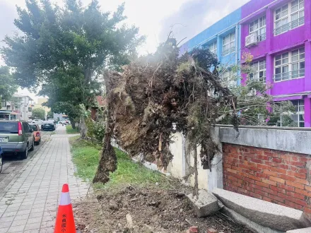 東北季風太暴力！苗栗路樹倒一片　榕樹連根拔起「懸掛圍牆」