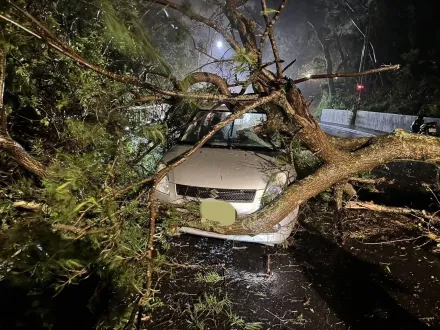 潭美惹禍？豪大雨襲北台釀仰德大道6公尺巨樹塌壓毀3車