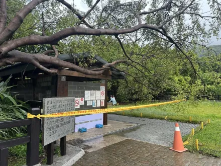 巨樹倒塌砸屋頂！　北投硫磺谷泡腳池緊急閉園2天