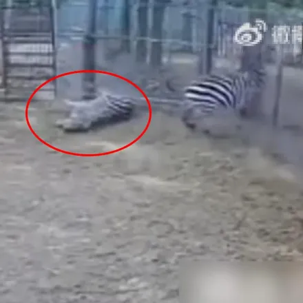 影/疑受驚！河南動物園斑馬「突發狂猛撞護欄」斃命　遊客竟笑：哈哈撞暈了