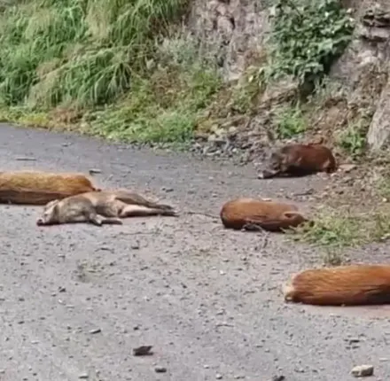 影/山路開到一半…「6隻野豬」從天而降　陸女駕駛嚇懵：差1秒砸到車