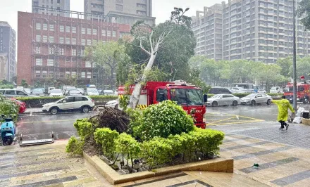 影/倒塌瞬間！新北樹林路樹倒壓轎車駕駛受困　消防車趕赴救援也被擊中