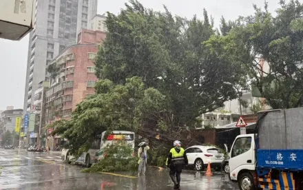 影/巨樹吞公車！板橋路樹倒砸中行進中公車　整部車遭吞沒幸無人傷