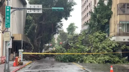 樹倒擾上班路！民眾喊「災後恢復假」有望？　劉世芳回應了