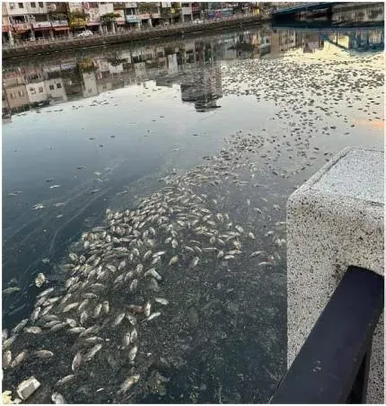 台南安平運河漂浮「一片死魚白」！市民崩潰：有夠臭　環保局解釋了