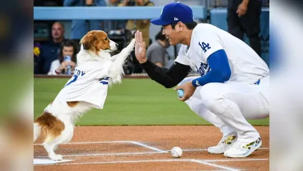 大谷另類連莊！愛犬Decoy首獲獎　專家肯定：本季最佳開球