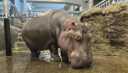 日本動物明星最高齡河馬49歲去世　民眾傷心送別