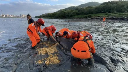 影/抹香鯨母子擱淺淡水河！幼鯨躺爛泥死亡　母鯨成功脫困回歸海洋