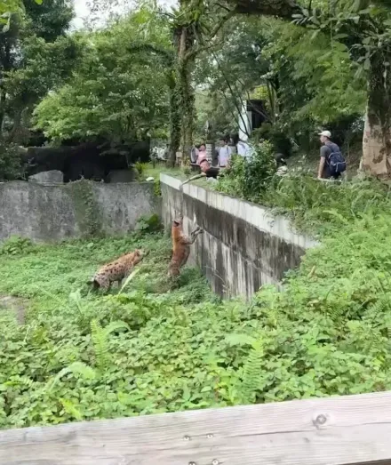 89猴慘了！擅自翻越欄杆「挑釁斑點鬣狗」　台北市立動物園喊告