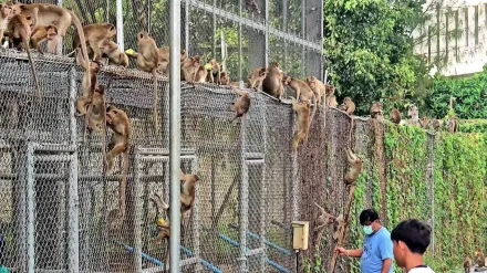 泰國「猴城」騷亂！200多隻猴子集體「越獄」　破籠而出闖民宅大鬧警局