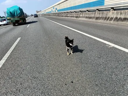 飼主被車撞...調皮柴犬衝下車「大鬧國2」　恐吃罰單