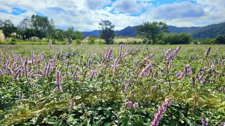 新竹關西仙草花盛開近6成！　粉紫「仙」境12月迎滿開