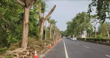 影/南投草屯林蔭大道變「插竹筷」　遭民眾質疑「影響市容」