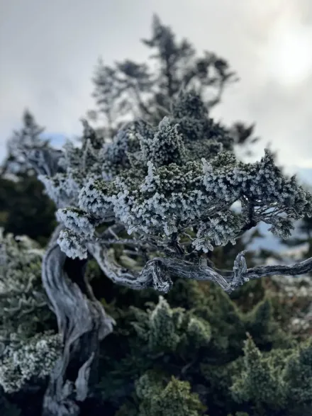 影/雪霸山區銀白霜珠掛樹梢　雪管處急籲：提防風寒、水寒效應