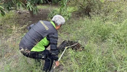 黃偉哲被開吉了！台南流浪犬咬死馬匹　愛媽崩潰哭喊全都告