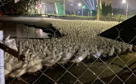 潮州音樂祭射高空遠燈！鴨群爆踩踏傷亡慘重　主辦方致歉