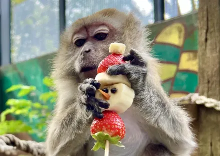 壽山動物園歡度聖誕秀創意！　環境永續「構」好玩