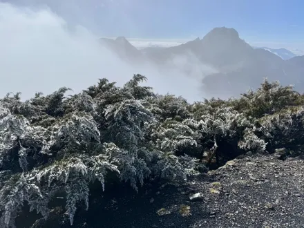 銀白美景超夢幻！玉山今晨零下1.6度　潔白霧淞覆蓋山頭