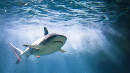 悚！海邊戲水遇鯊魚想拍照　加國女雙手遭狠咬慘截肢