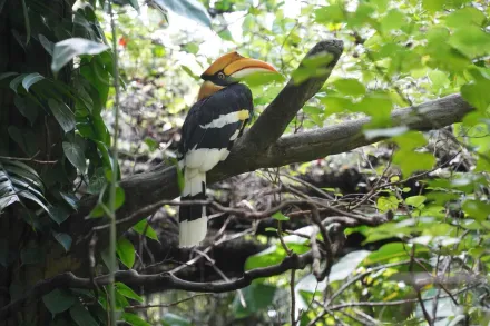 北市木柵動物園24歲雙角犀鳥母鳥不幸病逝　保育員將加強對公鳥關注