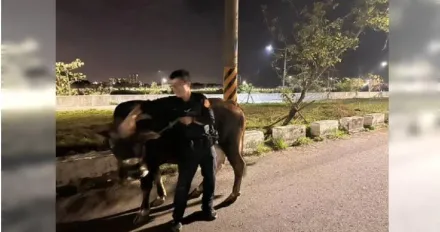 台南飼主深夜放牧！牛就這樣跑了