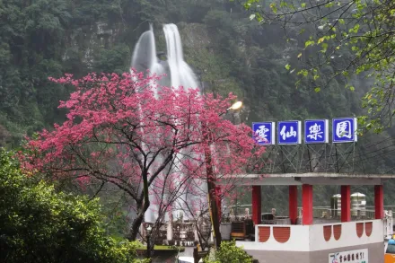 春節踏青去！「雲仙樂園」賞櫻正當時　一覽烏來瀑布壯麗